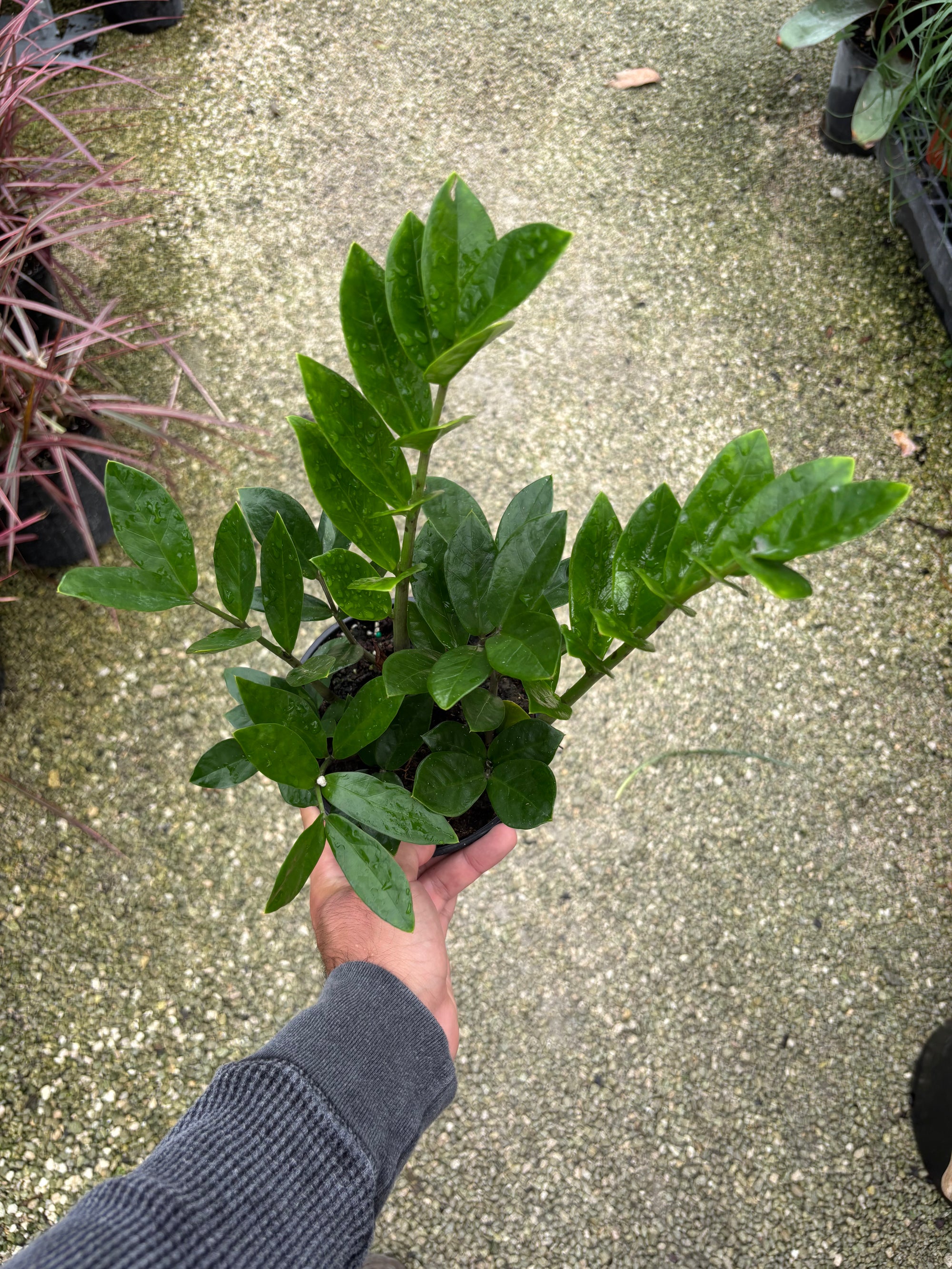 ZZ plant “𝓩𝓪𝓶𝓲𝓸𝓬𝓾𝓵𝓬𝓪𝓼 𝔃𝓪𝓶𝓲𝓲𝓯𝓸𝓵𝓲𝓪”