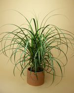 Pony tail palm “𝓑𝓮𝓪𝓾𝓬𝓪𝓻𝓷𝓮𝓪 𝓻𝓮𝓬𝓾𝓻𝓿𝓪𝓽𝓪”