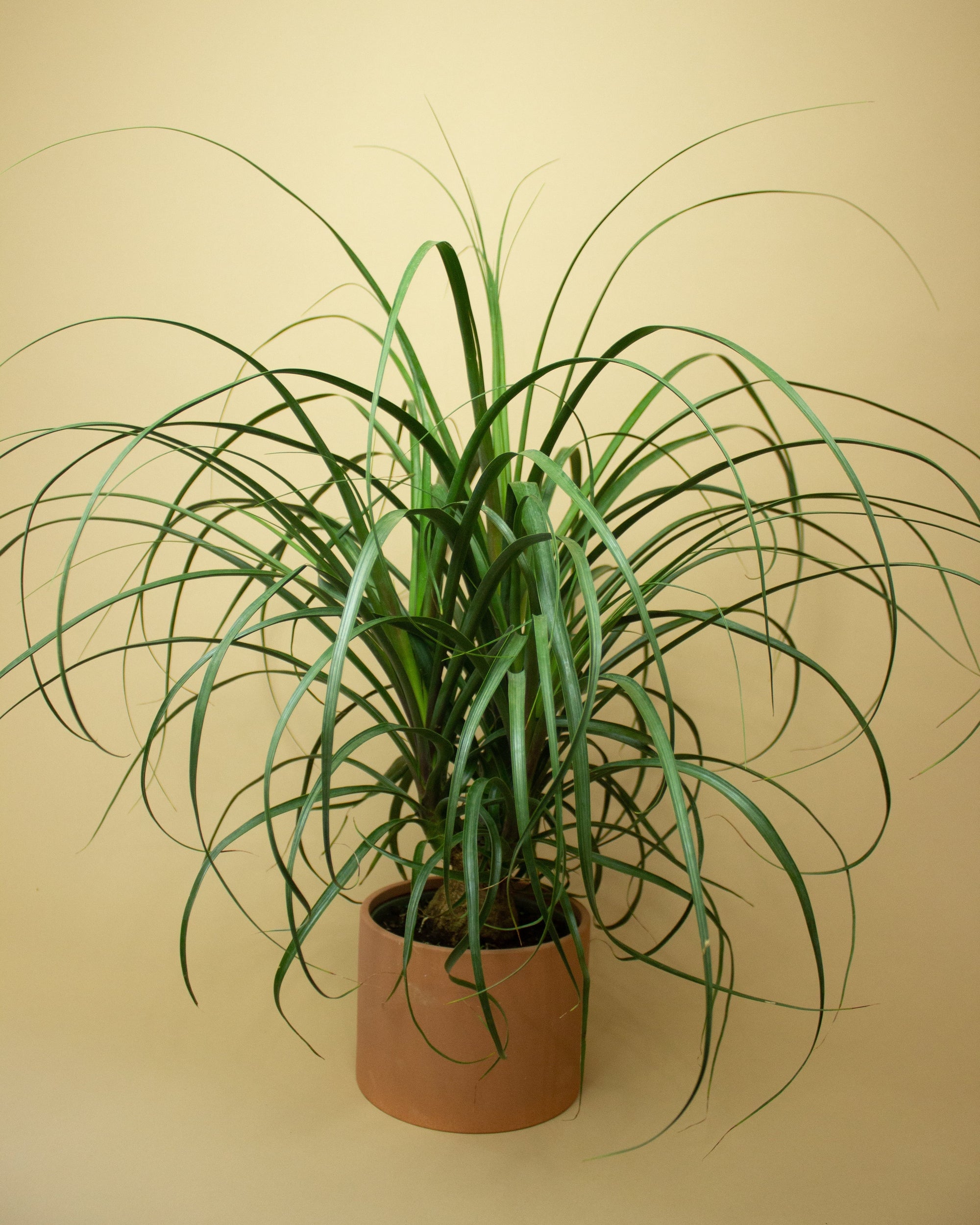 Pony tail palm “𝓑𝓮𝓪𝓾𝓬𝓪𝓻𝓷𝓮𝓪 𝓻𝓮𝓬𝓾𝓻𝓿𝓪𝓽𝓪”