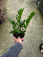 ZZ plant “𝓩𝓪𝓶𝓲𝓸𝓬𝓾𝓵𝓬𝓪𝓼 𝔃𝓪𝓶𝓲𝓲𝓯𝓸𝓵𝓲𝓪”