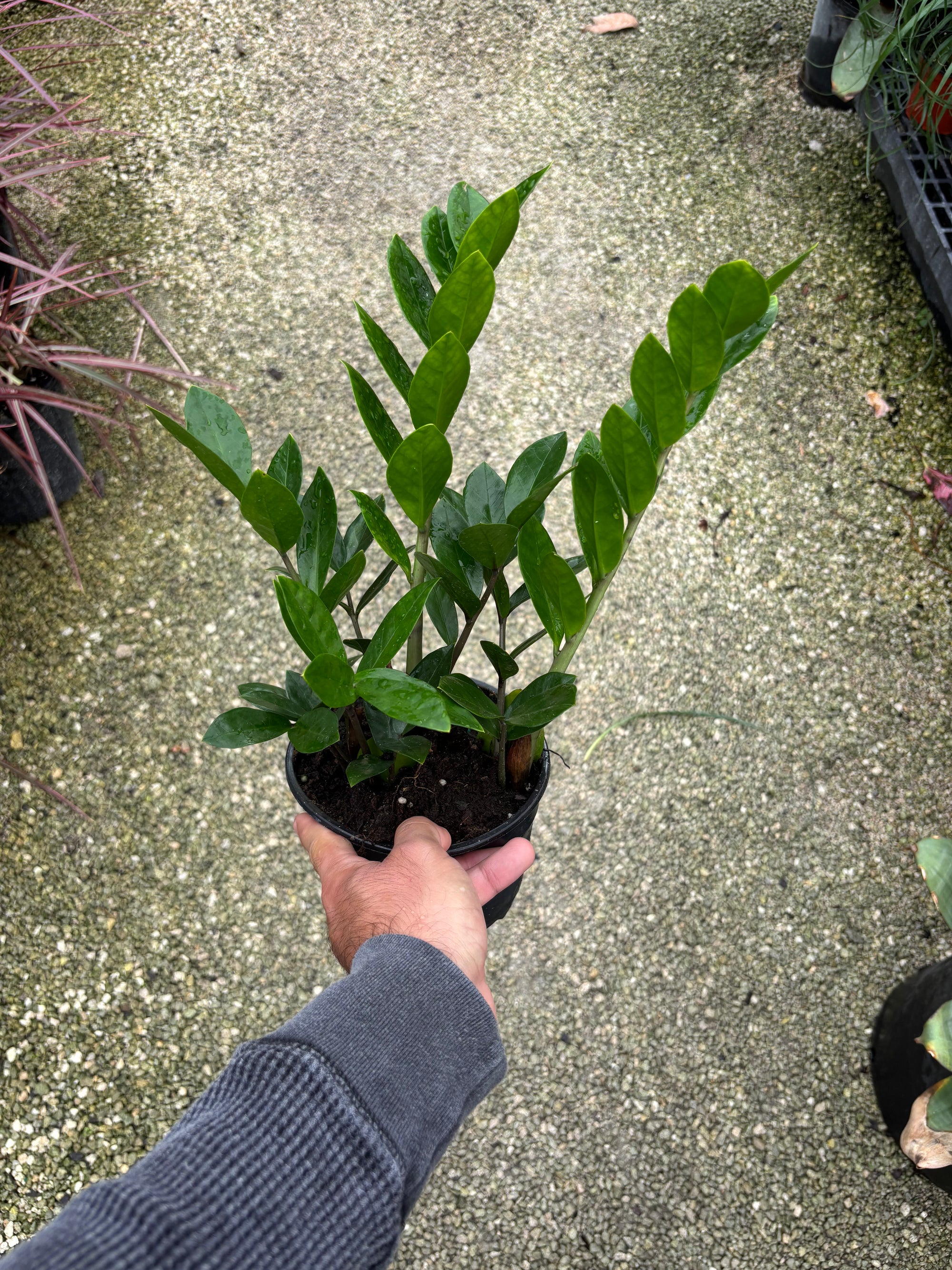 ZZ plant “𝓩𝓪𝓶𝓲𝓸𝓬𝓾𝓵𝓬𝓪𝓼 𝔃𝓪𝓶𝓲𝓲𝓯𝓸𝓵𝓲𝓪”