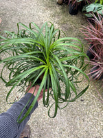 Pony tail palm “𝓑𝓮𝓪𝓾𝓬𝓪𝓻𝓷𝓮𝓪 𝓻𝓮𝓬𝓾𝓻𝓿𝓪𝓽𝓪”