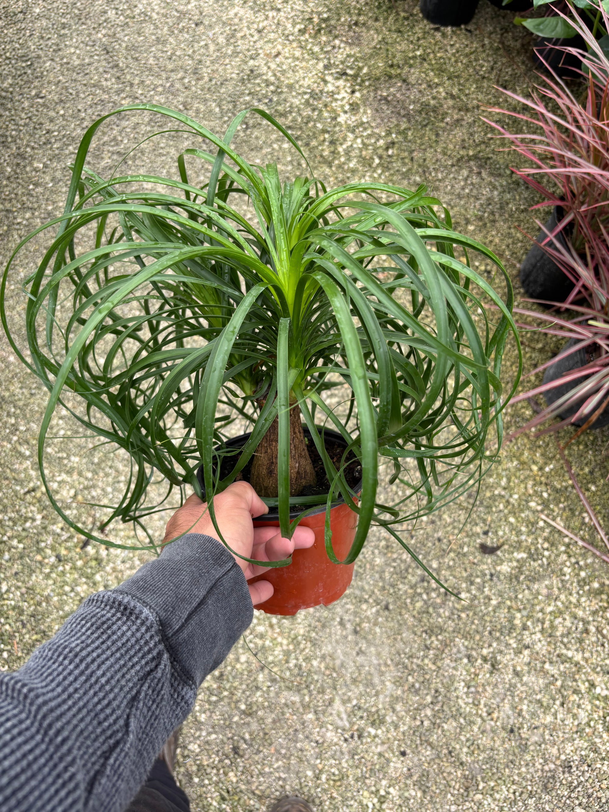 Pony tail palm “𝓑𝓮𝓪𝓾𝓬𝓪𝓻𝓷𝓮𝓪 𝓻𝓮𝓬𝓾𝓻𝓿𝓪𝓽𝓪”