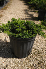 Juniper Blue Pacific Ground Cover "𝑱𝒖𝒏𝒊𝒑𝒆𝒓𝒖𝒔 𝒄𝒐𝒏𝒇𝒆𝒓𝒕𝒂"