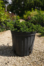 Juniper Blue Pacific Ground Cover "𝑱𝒖𝒏𝒊𝒑𝒆𝒓𝒖𝒔 𝒄𝒐𝒏𝒇𝒆𝒓𝒕𝒂"