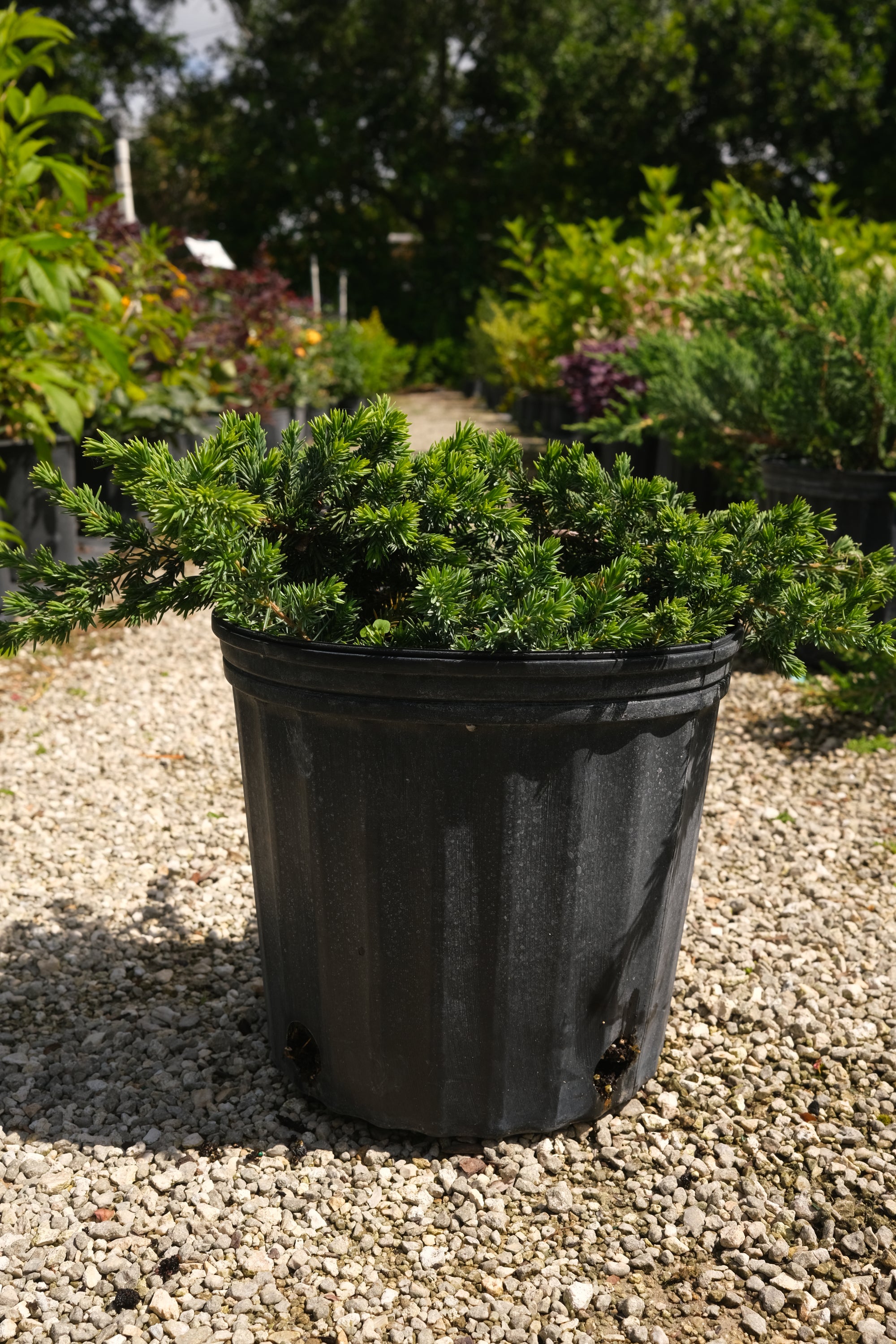 Juniper Blue Pacific Ground Cover "𝑱𝒖𝒏𝒊𝒑𝒆𝒓𝒖𝒔 𝒄𝒐𝒏𝒇𝒆𝒓𝒕𝒂"