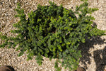 Juniper Blue Pacific Ground Cover "𝑱𝒖𝒏𝒊𝒑𝒆𝒓𝒖𝒔 𝒄𝒐𝒏𝒇𝒆𝒓𝒕𝒂"