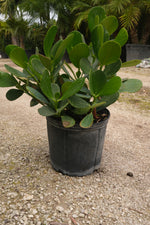 Clusia Hedge "𝑪𝒍𝒖𝒔𝒊𝒂 𝑮𝒖𝒕𝒕𝒊𝒇𝒆𝒓𝒂"