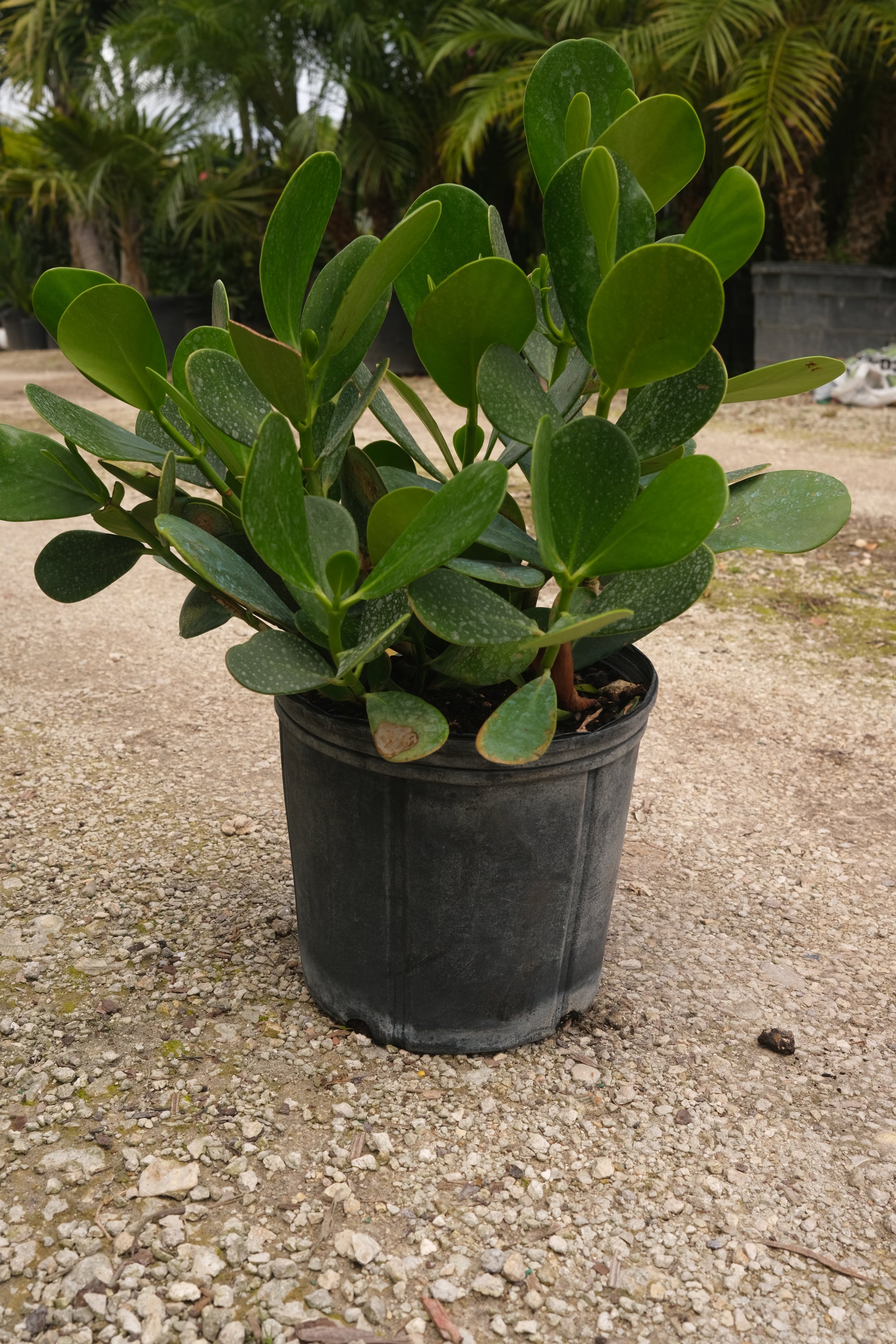 Clusia Hedge "𝑪𝒍𝒖𝒔𝒊𝒂 𝑮𝒖𝒕𝒕𝒊𝒇𝒆𝒓𝒂"