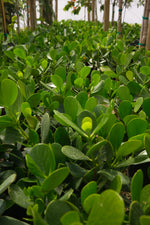 Clusia Hedge "𝑪𝒍𝒖𝒔𝒊𝒂 𝑮𝒖𝒕𝒕𝒊𝒇𝒆𝒓𝒂"