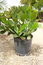Clusia Hedge "𝑪𝒍𝒖𝒔𝒊𝒂 𝑮𝒖𝒕𝒕𝒊𝒇𝒆𝒓𝒂"