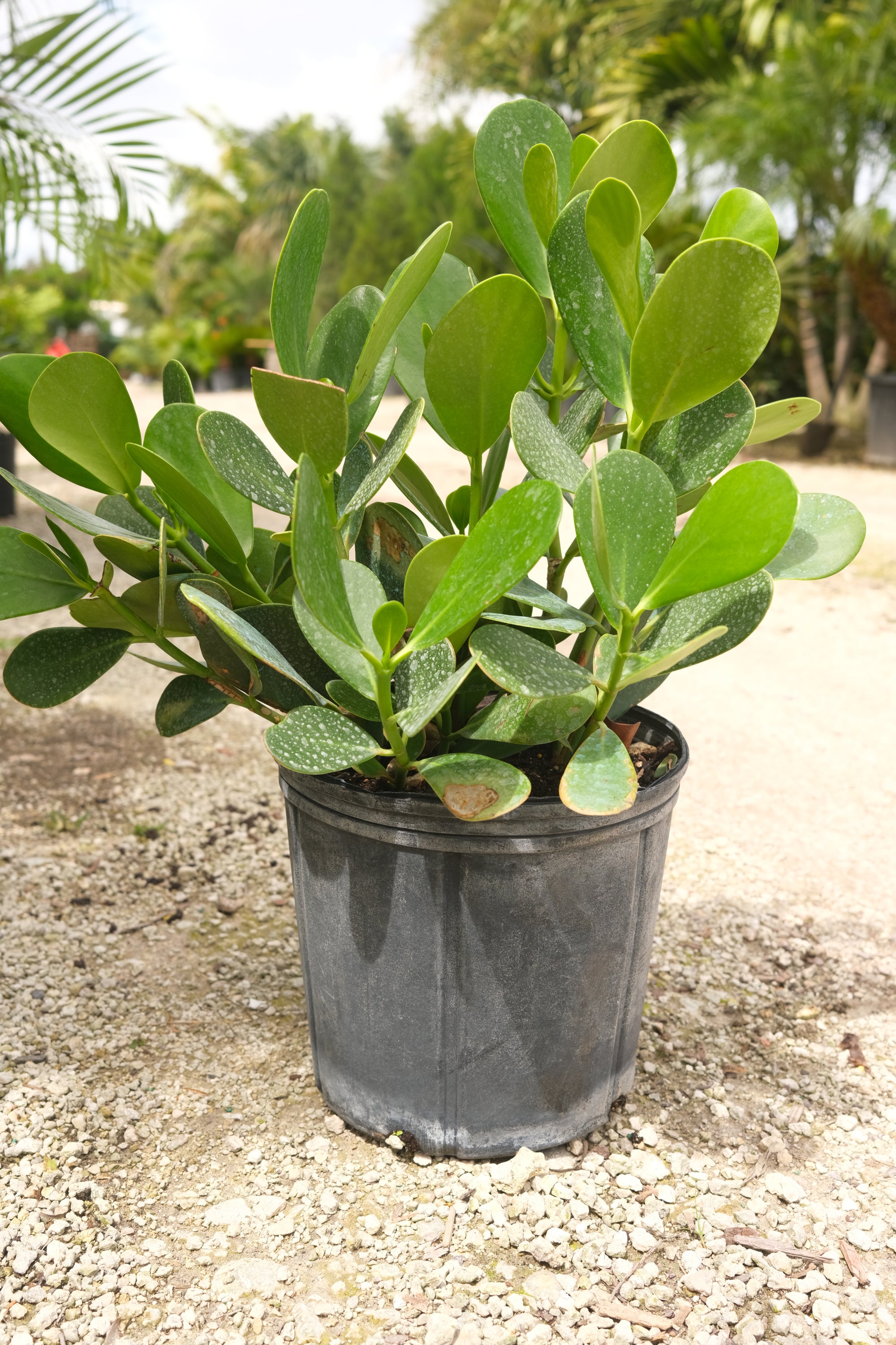 Clusia Hedge "𝑪𝒍𝒖𝒔𝒊𝒂 𝑮𝒖𝒕𝒕𝒊𝒇𝒆𝒓𝒂"
