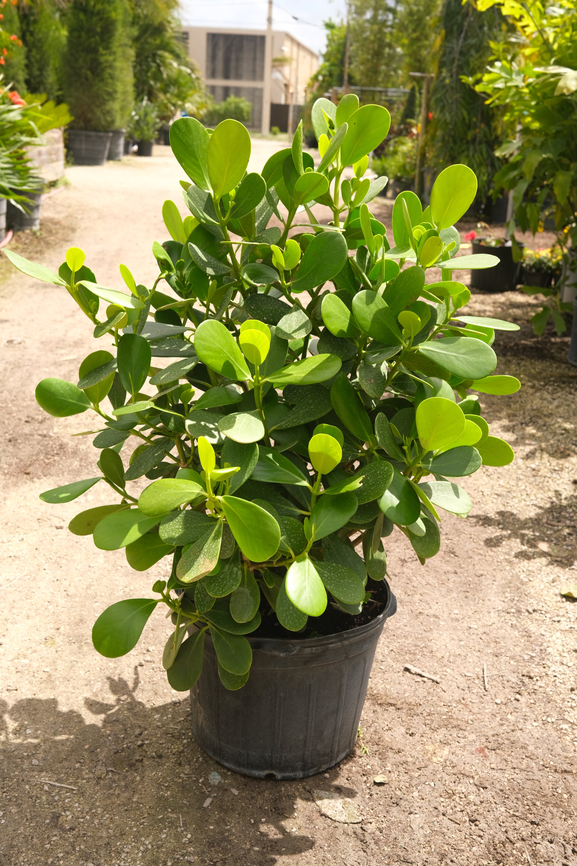 Clusia Hedge "𝑪𝒍𝒖𝒔𝒊𝒂 𝑮𝒖𝒕𝒕𝒊𝒇𝒆𝒓𝒂"