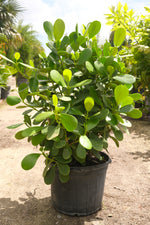 Clusia Hedge "𝑪𝒍𝒖𝒔𝒊𝒂 𝑮𝒖𝒕𝒕𝒊𝒇𝒆𝒓𝒂"