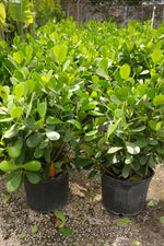 Clusia Hedge "𝑪𝒍𝒖𝒔𝒊𝒂 𝑮𝒖𝒕𝒕𝒊𝒇𝒆𝒓𝒂"