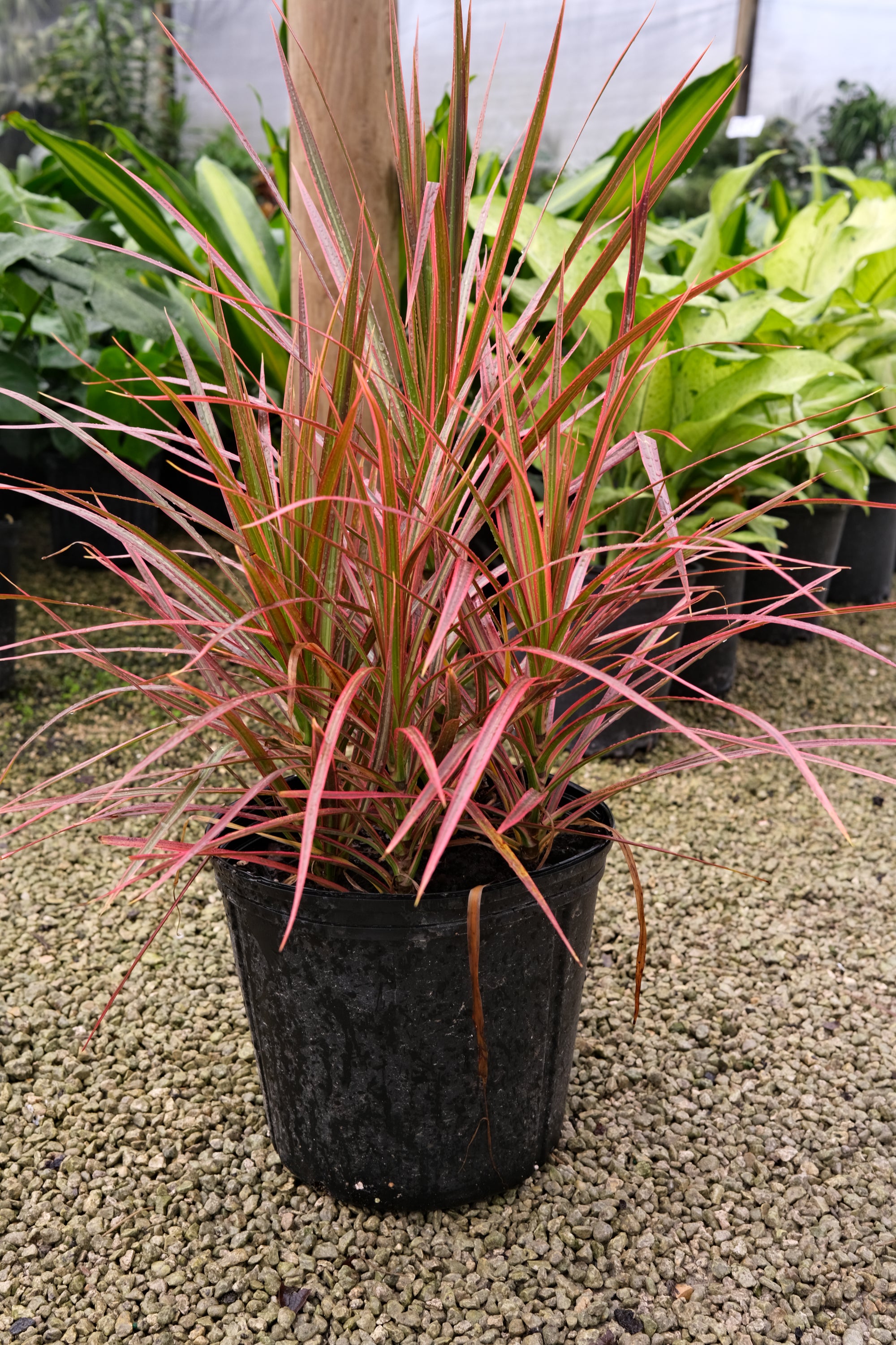 Dracena Marginata "𝑪𝒐𝒍𝒐𝒓𝒐𝒎𝒂"