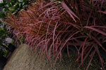 Dracena Marginata "𝑪𝒐𝒍𝒐𝒓𝒐𝒎𝒂"