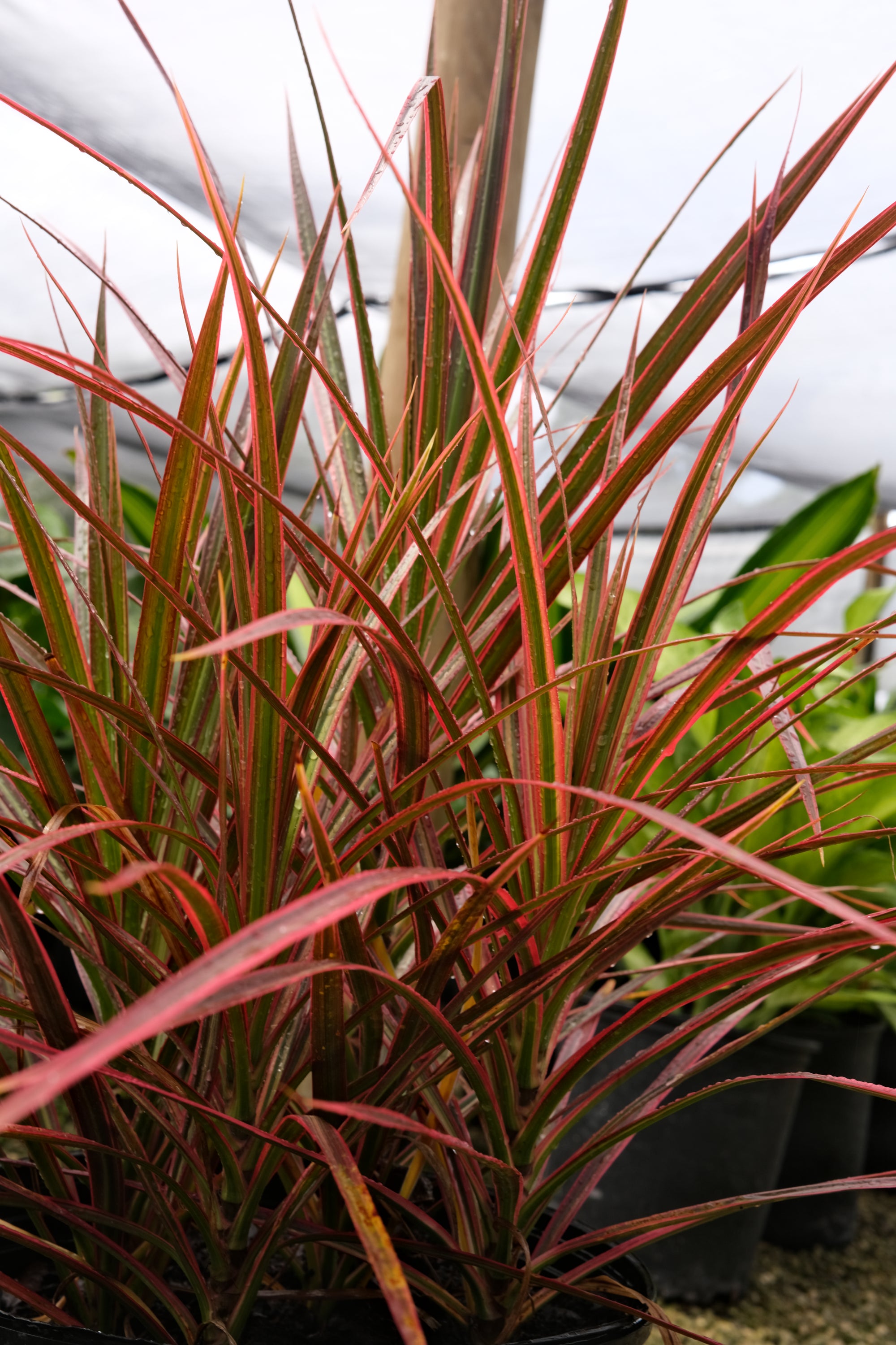 Dracena Marginata "𝑪𝒐𝒍𝒐𝒓𝒐𝒎𝒂"