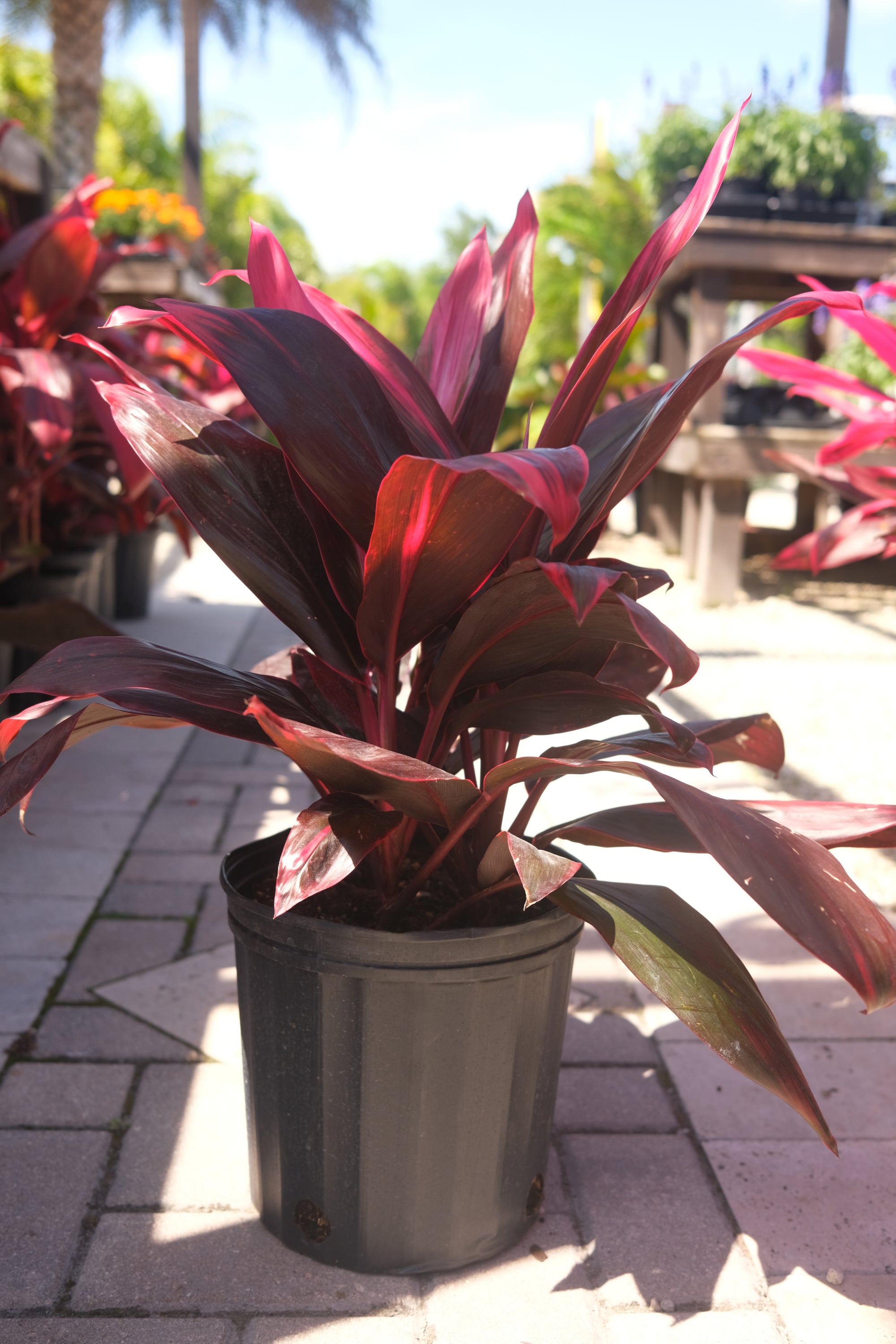 Ti Plant Florida "𝑪𝒐𝒓𝒅𝒚𝒍𝒊𝒏𝒆 𝑭𝒓𝒖𝒕𝒊𝒄𝒐𝒔𝒂"