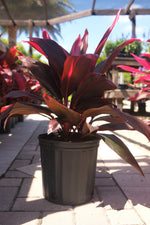 Ti Plant Florida "𝑪𝒐𝒓𝒅𝒚𝒍𝒊𝒏𝒆 𝑭𝒓𝒖𝒕𝒊𝒄𝒐𝒔𝒂"