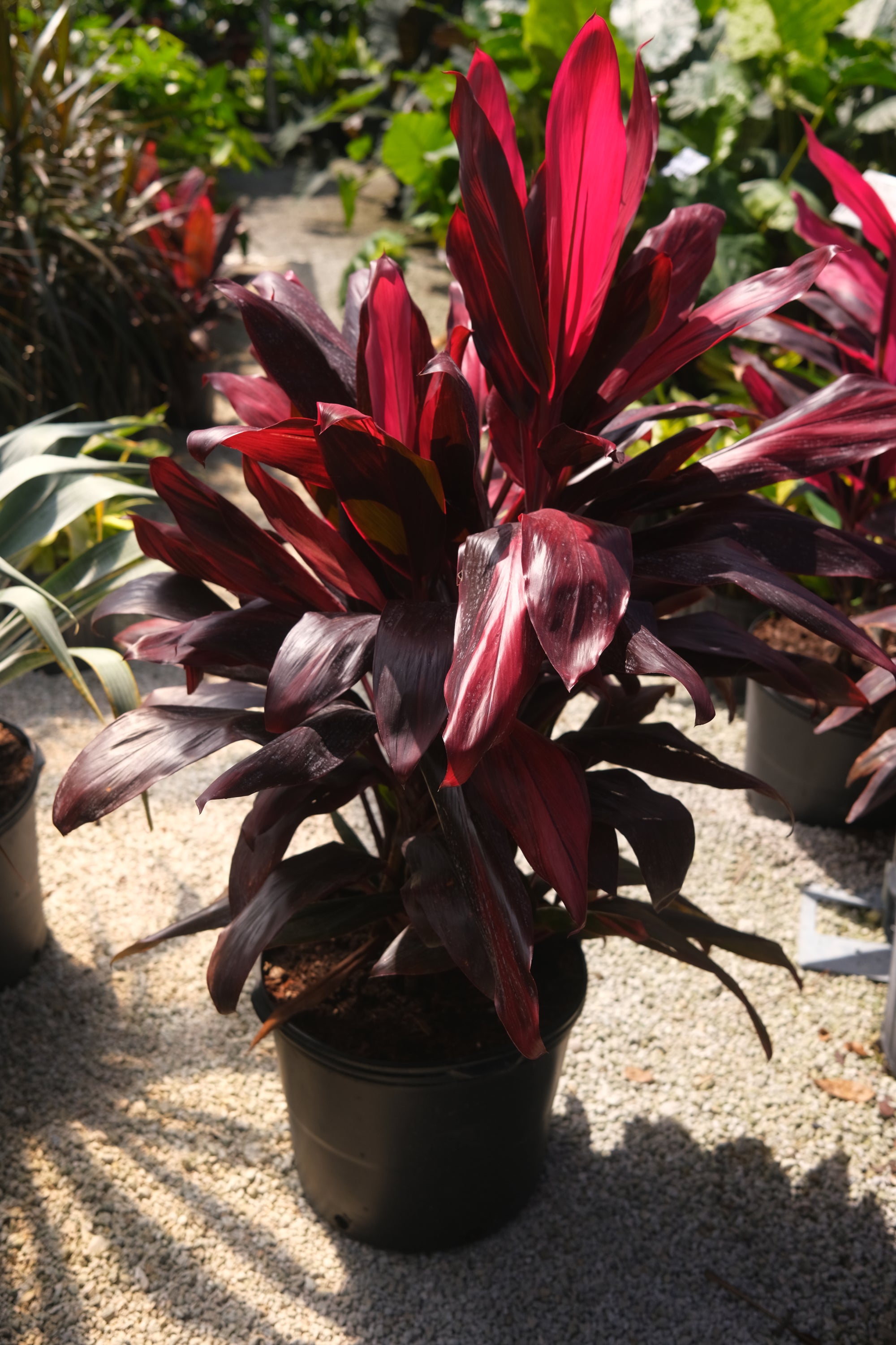Ti Plant Florida "𝑪𝒐𝒓𝒅𝒚𝒍𝒊𝒏𝒆 𝑭𝒓𝒖𝒕𝒊𝒄𝒐𝒔𝒂"