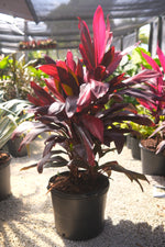 Ti Plant Florida "𝑪𝒐𝒓𝒅𝒚𝒍𝒊𝒏𝒆 𝑭𝒓𝒖𝒕𝒊𝒄𝒐𝒔𝒂"