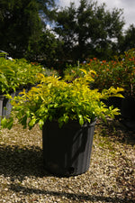 Gold Mound Hedge "𝑫𝒖𝒓𝒂𝒏𝒕𝒂 𝑬𝒓𝒆𝒄𝒕𝒂"