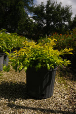 Gold Mound Hedge "𝑫𝒖𝒓𝒂𝒏𝒕𝒂 𝑬𝒓𝒆𝒄𝒕𝒂"