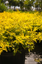 Gold Mound Hedge "𝑫𝒖𝒓𝒂𝒏𝒕𝒂 𝑬𝒓𝒆𝒄𝒕𝒂"