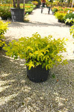 Gold Mound Hedge "𝑫𝒖𝒓𝒂𝒏𝒕𝒂 𝑬𝒓𝒆𝒄𝒕𝒂"