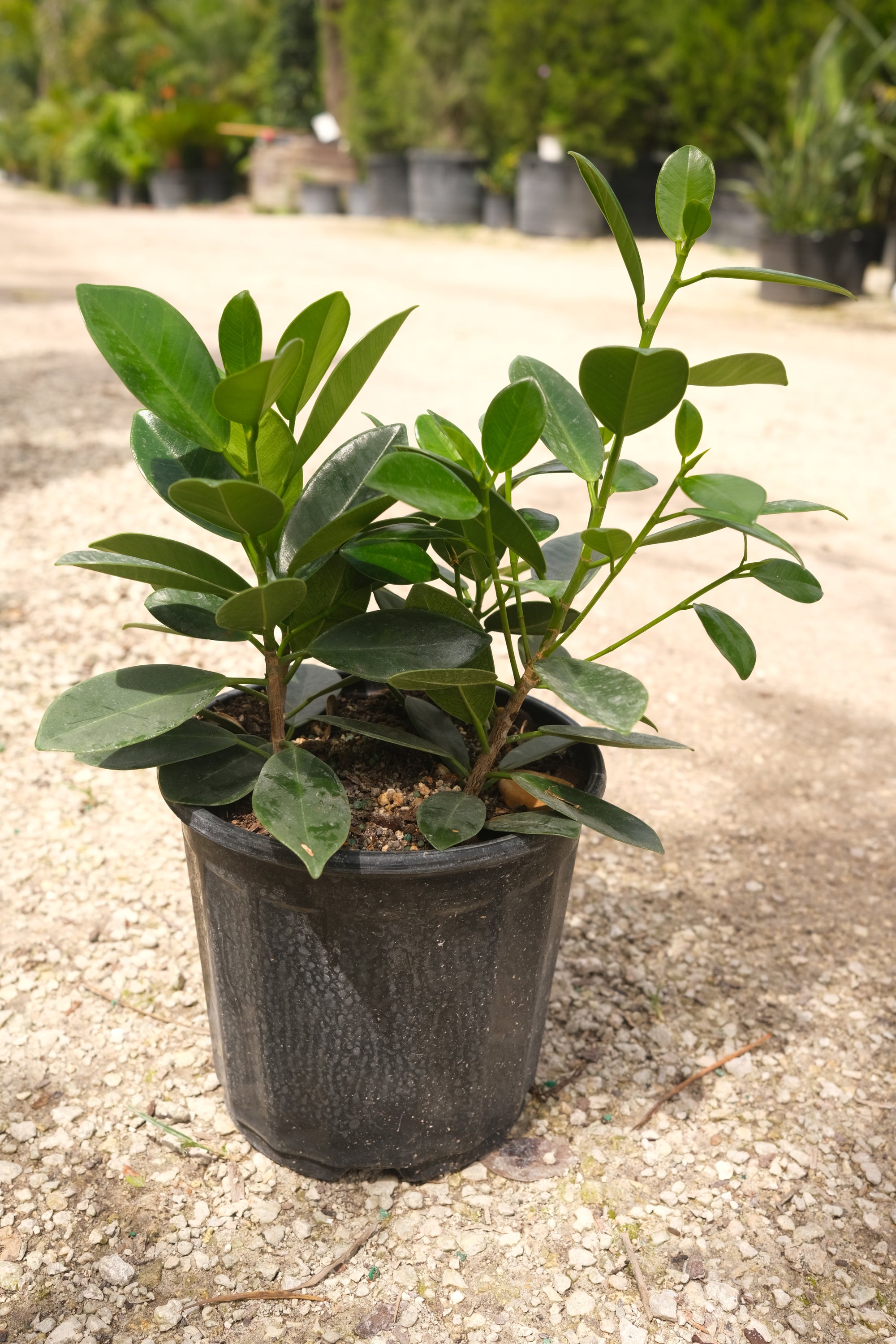 Green Island Hedge "𝑴𝒊𝒄𝒓𝒐𝒄𝒂𝒓𝒑𝒂 𝑮𝒓𝒆𝒆𝒏"