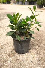 Green Island Hedge "𝑴𝒊𝒄𝒓𝒐𝒄𝒂𝒓𝒑𝒂 𝑮𝒓𝒆𝒆𝒏"