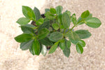 Green Island Hedge "𝑴𝒊𝒄𝒓𝒐𝒄𝒂𝒓𝒑𝒂 𝑮𝒓𝒆𝒆𝒏"