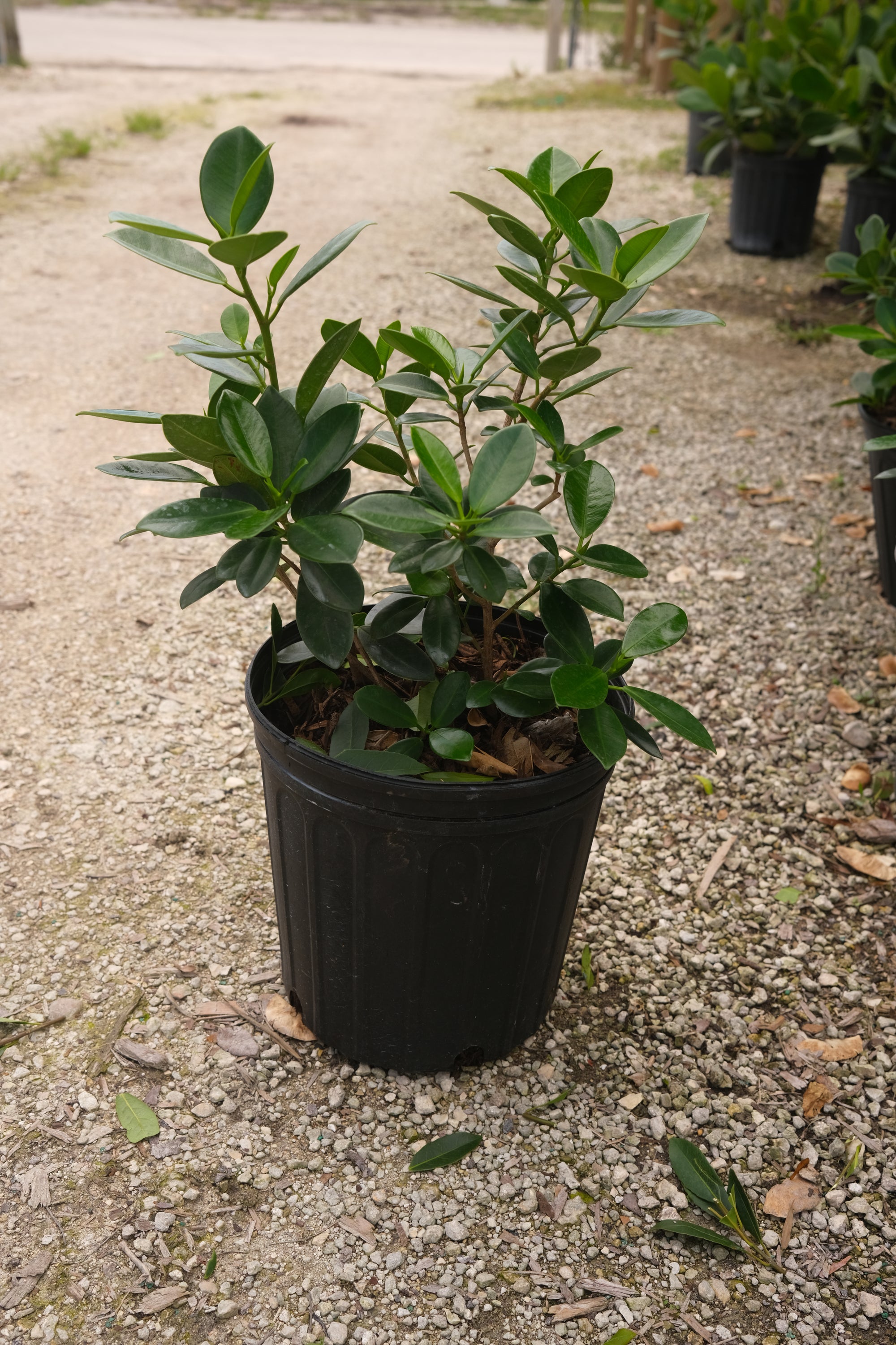 Green Island Hedge "𝑴𝒊𝒄𝒓𝒐𝒄𝒂𝒓𝒑𝒂 𝑮𝒓𝒆𝒆𝒏"