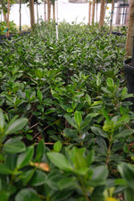 Green Island Hedge "𝑴𝒊𝒄𝒓𝒐𝒄𝒂𝒓𝒑𝒂 𝑮𝒓𝒆𝒆𝒏"
