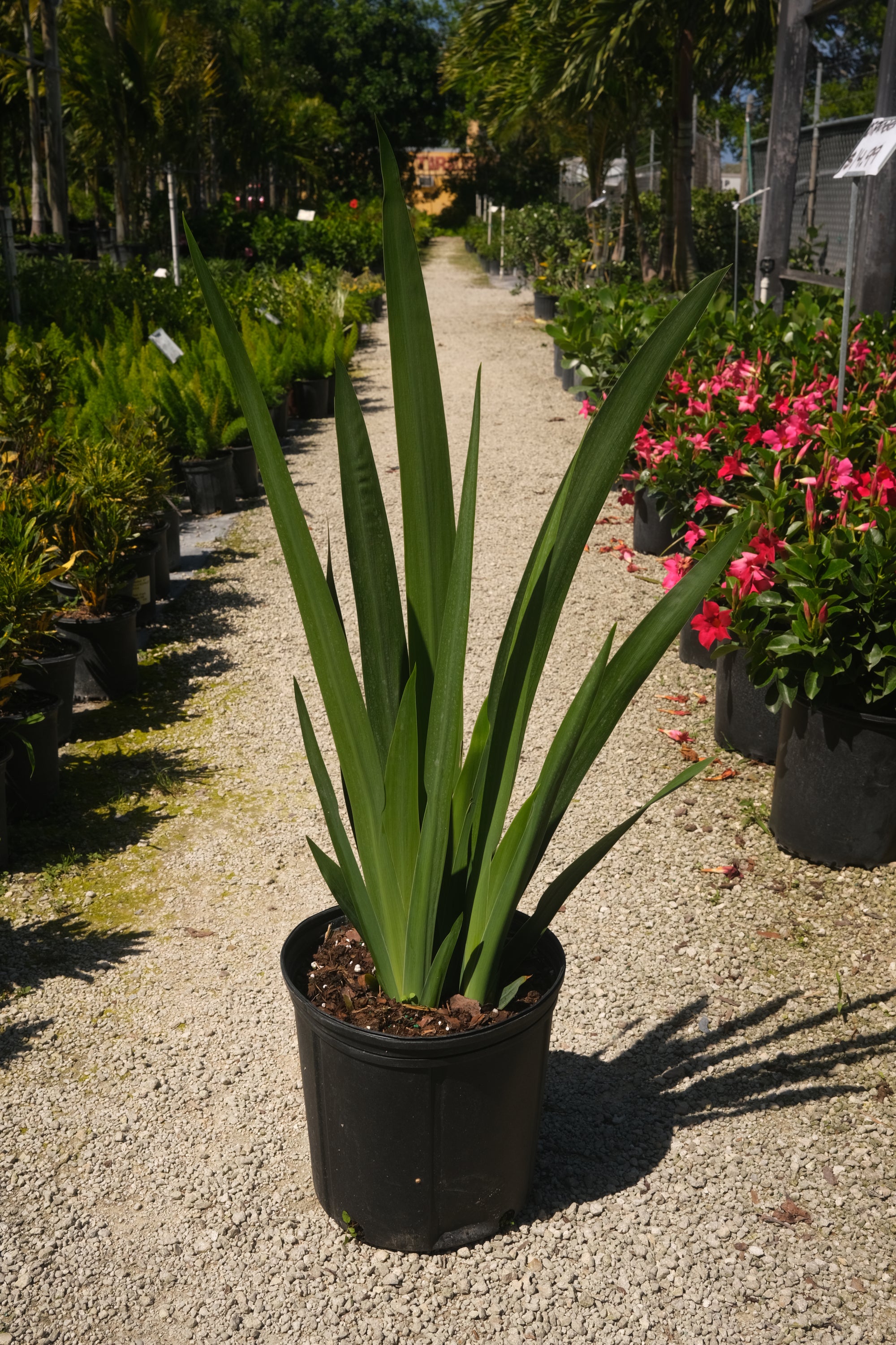 Iris Regina "𝑵𝒆𝒐𝒎𝒂𝒓𝒊𝒄𝒂 𝑪𝒂𝒆𝒓𝒖𝒍𝒆𝒂 𝑹𝒆𝒈𝒊𝒏𝒂"