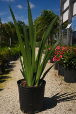 Iris Regina "𝑵𝒆𝒐𝒎𝒂𝒓𝒊𝒄𝒂 𝑪𝒂𝒆𝒓𝒖𝒍𝒆𝒂 𝑹𝒆𝒈𝒊𝒏𝒂"