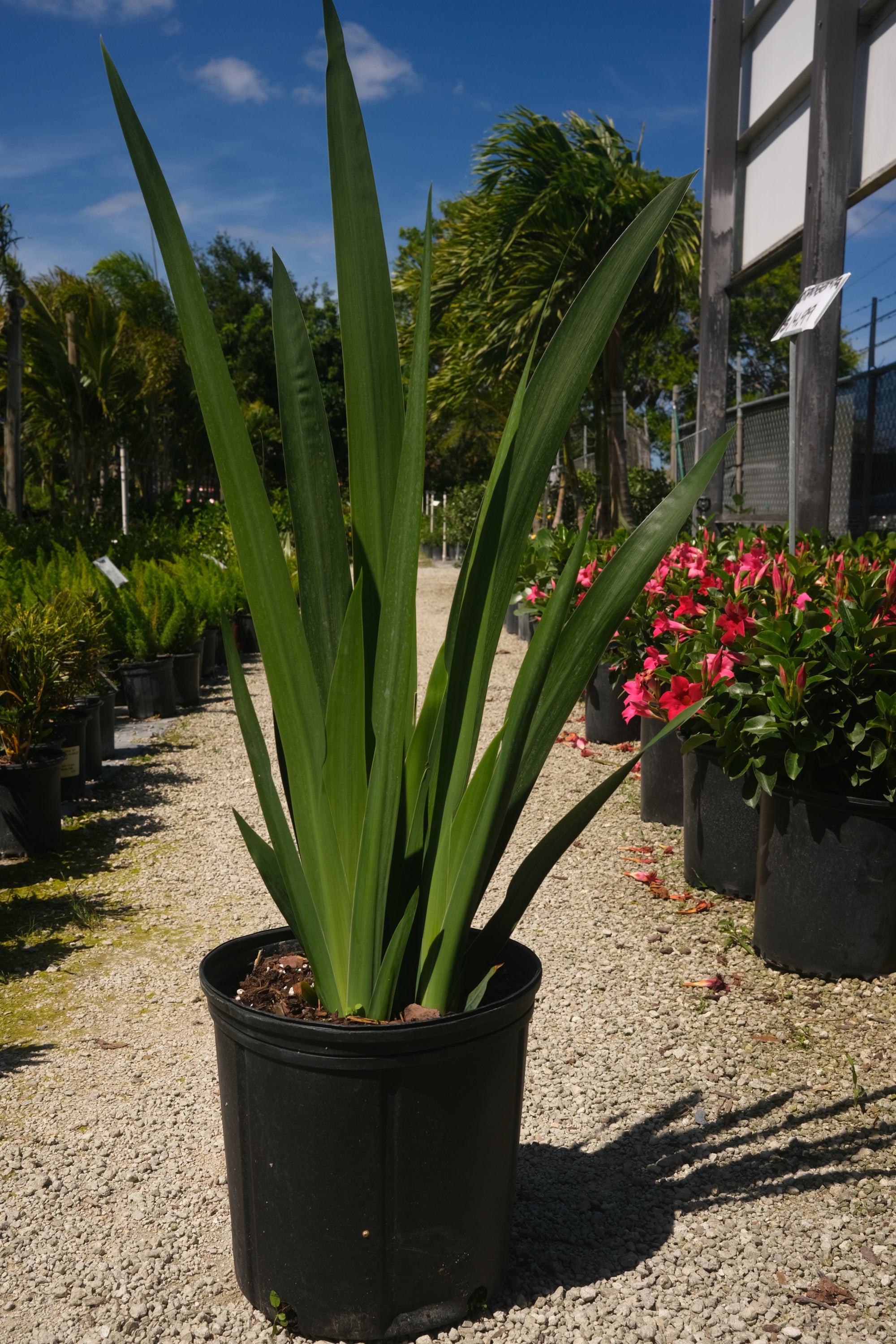 Iris Regina "𝑵𝒆𝒐𝒎𝒂𝒓𝒊𝒄𝒂 𝑪𝒂𝒆𝒓𝒖𝒍𝒆𝒂 𝑹𝒆𝒈𝒊𝒏𝒂"