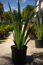 Iris Regina "𝑵𝒆𝒐𝒎𝒂𝒓𝒊𝒄𝒂 𝑪𝒂𝒆𝒓𝒖𝒍𝒆𝒂 𝑹𝒆𝒈𝒊𝒏𝒂"
