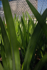 Iris Regina "𝑵𝒆𝒐𝒎𝒂𝒓𝒊𝒄𝒂 𝑪𝒂𝒆𝒓𝒖𝒍𝒆𝒂 𝑹𝒆𝒈𝒊𝒏𝒂"
