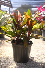 Cordyline Kiwi "𝑪𝒐𝒓𝒅𝒚𝒍𝒊𝒏𝒆 𝑭𝒓𝒖𝒕𝒊𝒄𝒐𝒔𝒂"