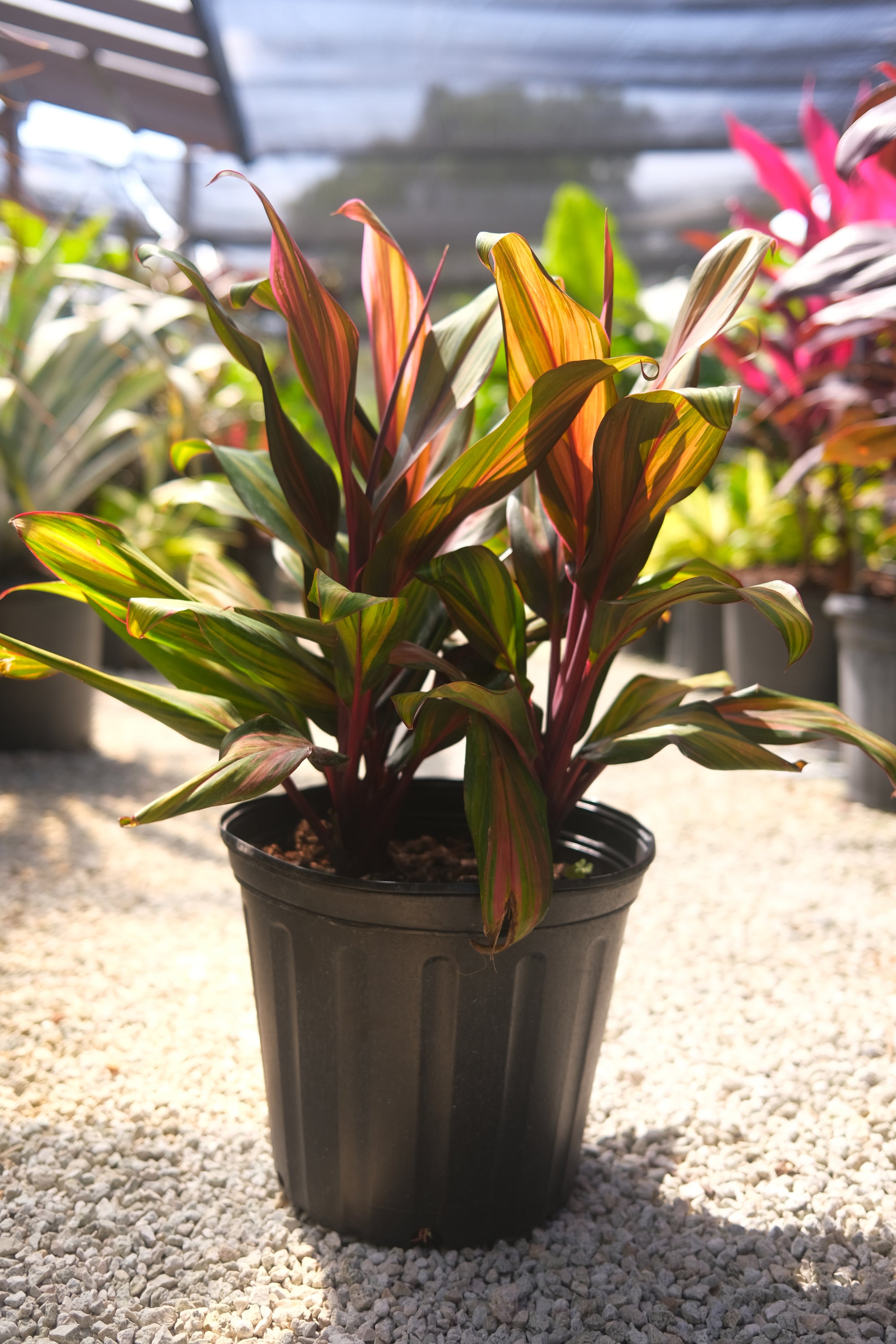 Cordyline Kiwi "𝑪𝒐𝒓𝒅𝒚𝒍𝒊𝒏𝒆 𝑭𝒓𝒖𝒕𝒊𝒄𝒐𝒔𝒂"