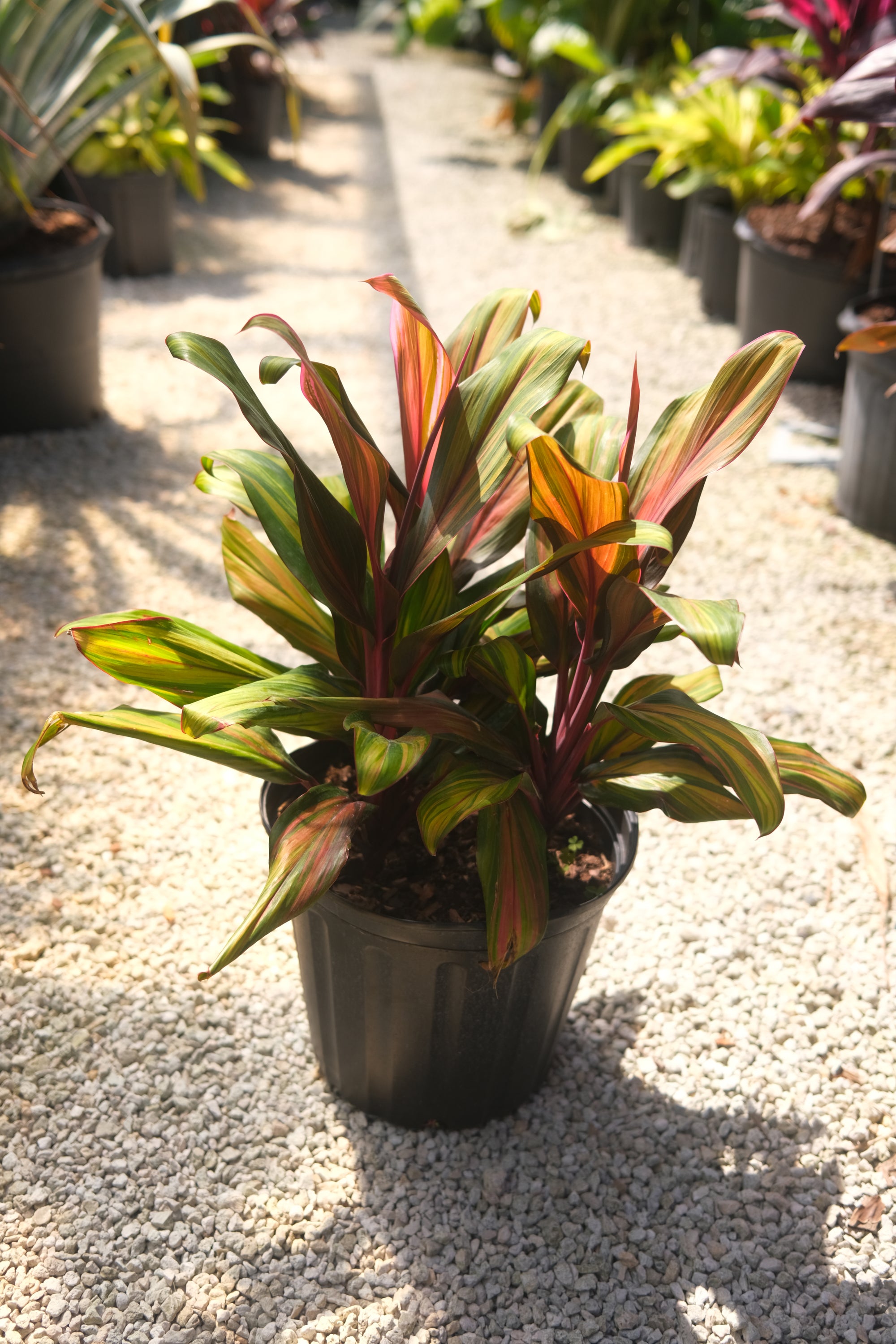 Cordyline Kiwi "𝑪𝒐𝒓𝒅𝒚𝒍𝒊𝒏𝒆 𝑭𝒓𝒖𝒕𝒊𝒄𝒐𝒔𝒂"