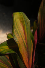Cordyline Kiwi "𝑪𝒐𝒓𝒅𝒚𝒍𝒊𝒏𝒆 𝑭𝒓𝒖𝒕𝒊𝒄𝒐𝒔𝒂"