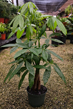 Money Tree "𝑷𝒂𝒄𝒉𝒊𝒓𝒂 𝑨𝒒𝒖𝒂𝒕𝒊𝒄𝒂"