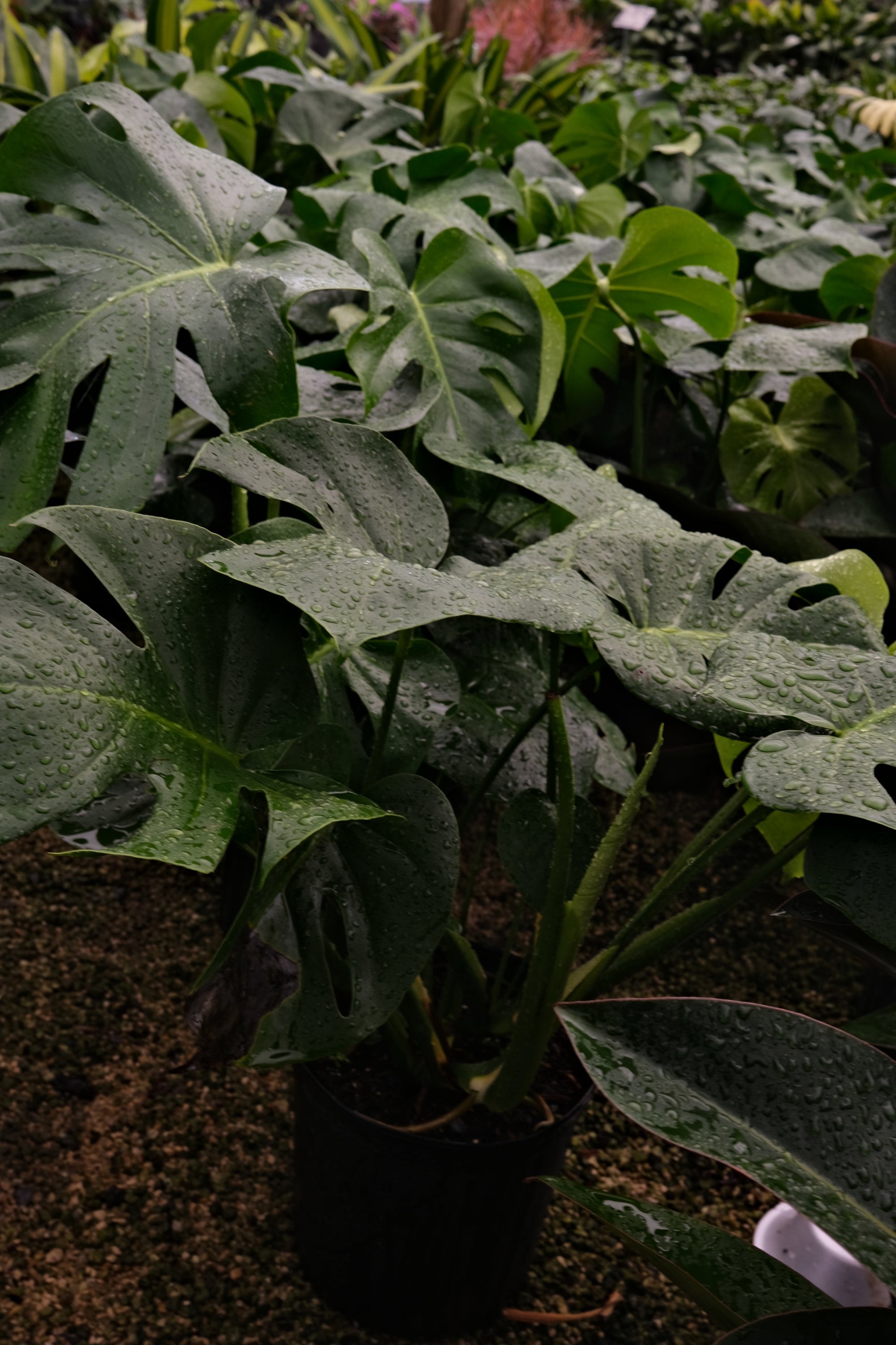 Philodendron Monstera "𝑴𝒐𝒏𝒔𝒕𝒆𝒓𝒂 𝑫𝒆𝒍𝒊𝒄𝒊𝒐𝒔𝒂"
