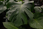 Philodendron Monstera "𝑴𝒐𝒏𝒔𝒕𝒆𝒓𝒂 𝑫𝒆𝒍𝒊𝒄𝒊𝒐𝒔𝒂"