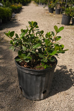 Clusia Dwarf "𝑪𝒍𝒖𝒔𝒊𝒂 𝑹𝒐𝒔𝒆𝒂 𝑵𝒂𝒏𝒂"