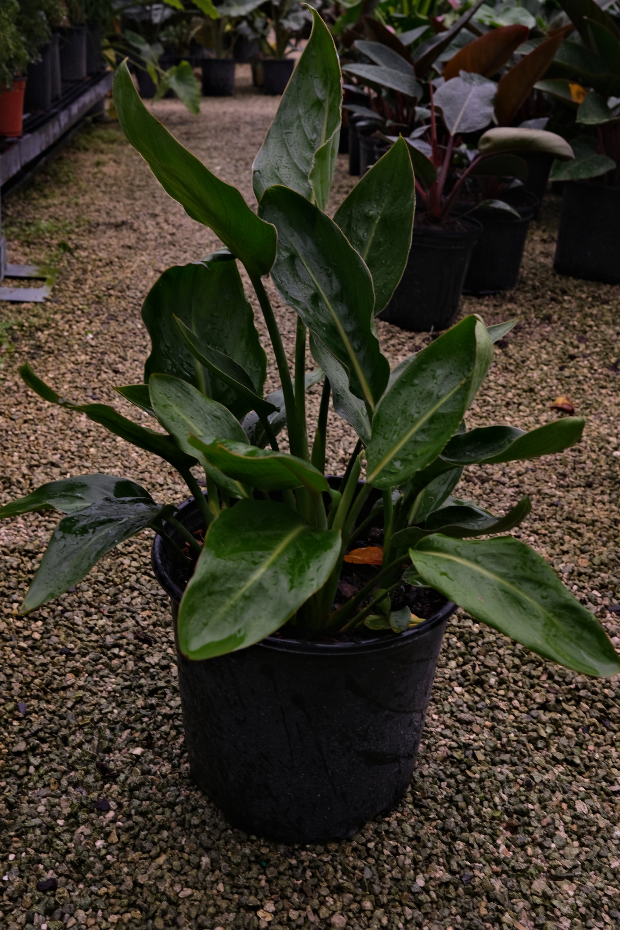 Orange Bird Of Paradise "𝑺𝒕𝒓𝒆𝒍𝒊𝒕𝒛𝒊𝒂 𝑹𝒆𝒈𝒊𝒏𝒂𝒆"