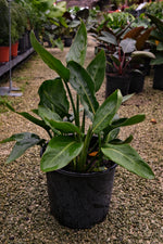 Orange Bird Of Paradise "𝑺𝒕𝒓𝒆𝒍𝒊𝒕𝒛𝒊𝒂 𝑹𝒆𝒈𝒊𝒏𝒂𝒆"